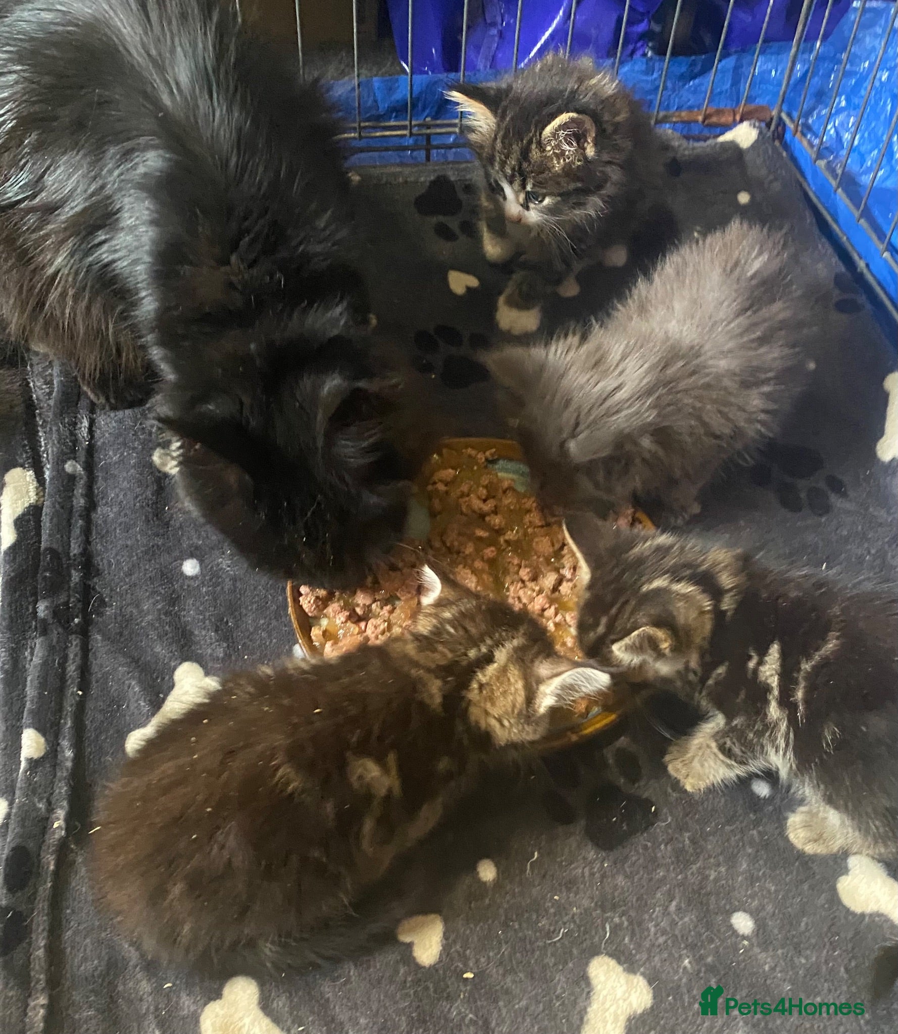 Maine Coon cats Maine coon kittens for sale  - Advert 1