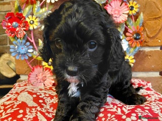 Cavapoo dogs Quality True mini Cavapoo Puppies in Eastleigh - Advert 14