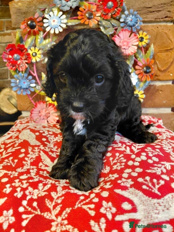 Cavapoo dogs Quality True mini Cavapoo Puppies in Eastleigh - Advert 12