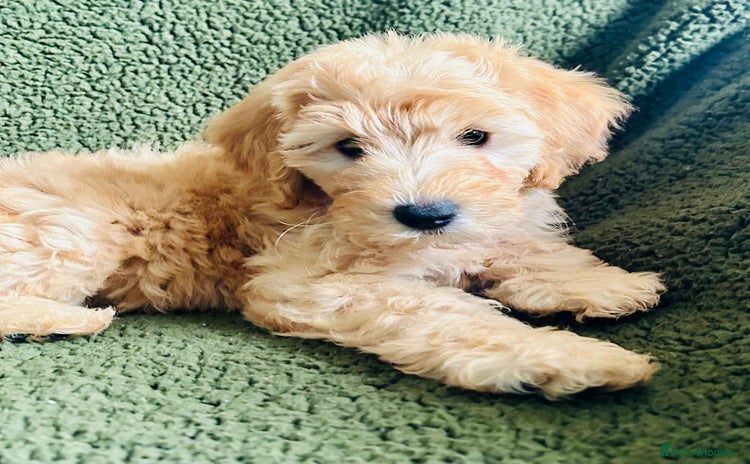 Labradoodle dogs - Advert 3
