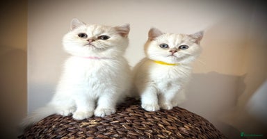 Scottish Fold cats - Advert 15