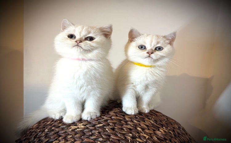 Scottish Fold cats - Advert 2