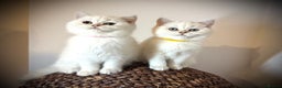 Scottish Fold cats for sale: 😻Last Two Stunning Scottish straight girls 😻 - Advert 22