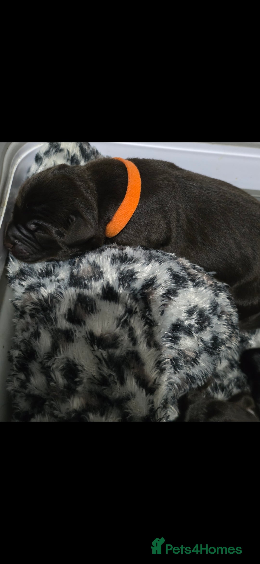 Labrador Retriever dogs for sale: 💫Stunning chocolate and black labrador pups 💫 - Image 11