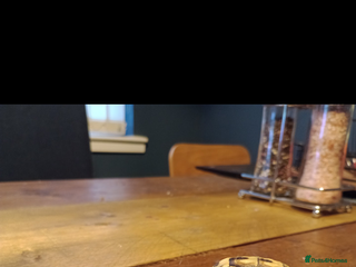 Hermann Tortoise reptiles Hermann Tortoise - Advert 1