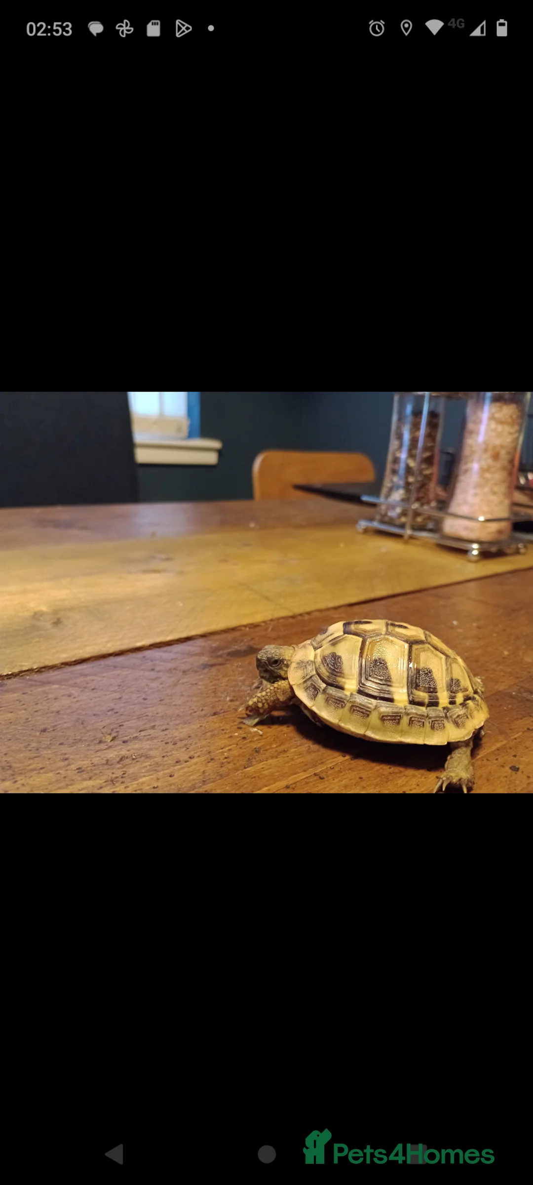 Hermann Tortoise reptiles for sale: Hermann Tortoise  - Advert 1