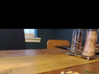 Hermann Tortoise reptiles Hermann Tortoise - Advert 11