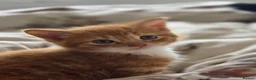 Mixed Breed cats for sale: Adorable ginger and tortishell kittens - Advert 18