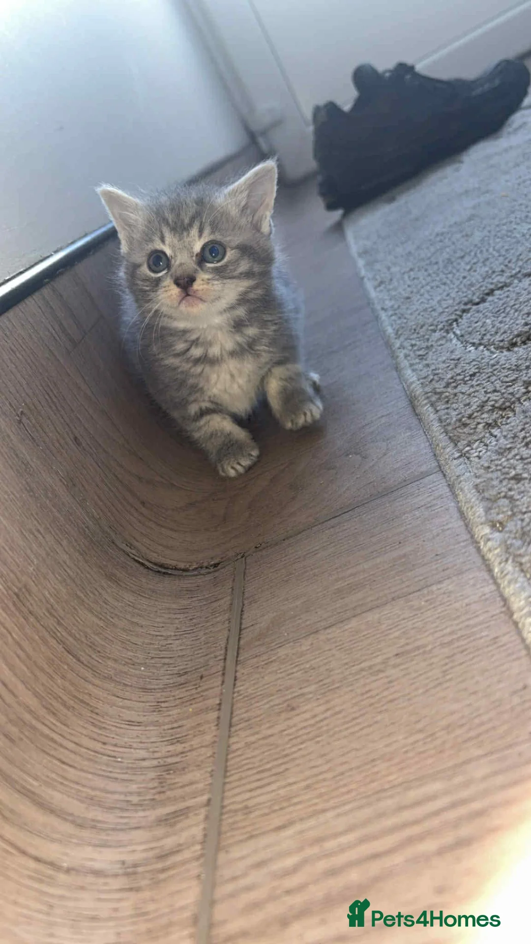 British Shorthair cats for sale: 3 beautiful British shorthair kittens  - Advert 2