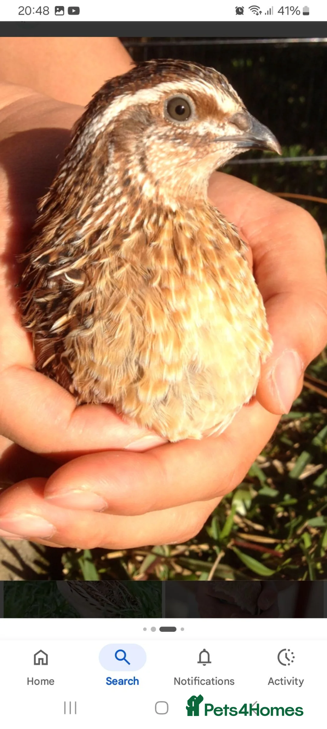 Quail poultry for sale: Male Coturnix Quails for sale  in Nottingham - Advert 2