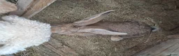 Continental Giant rabbits for sale: Super Stars  Stud Service -Beautiful PROVEN Bucks  - Advert 18