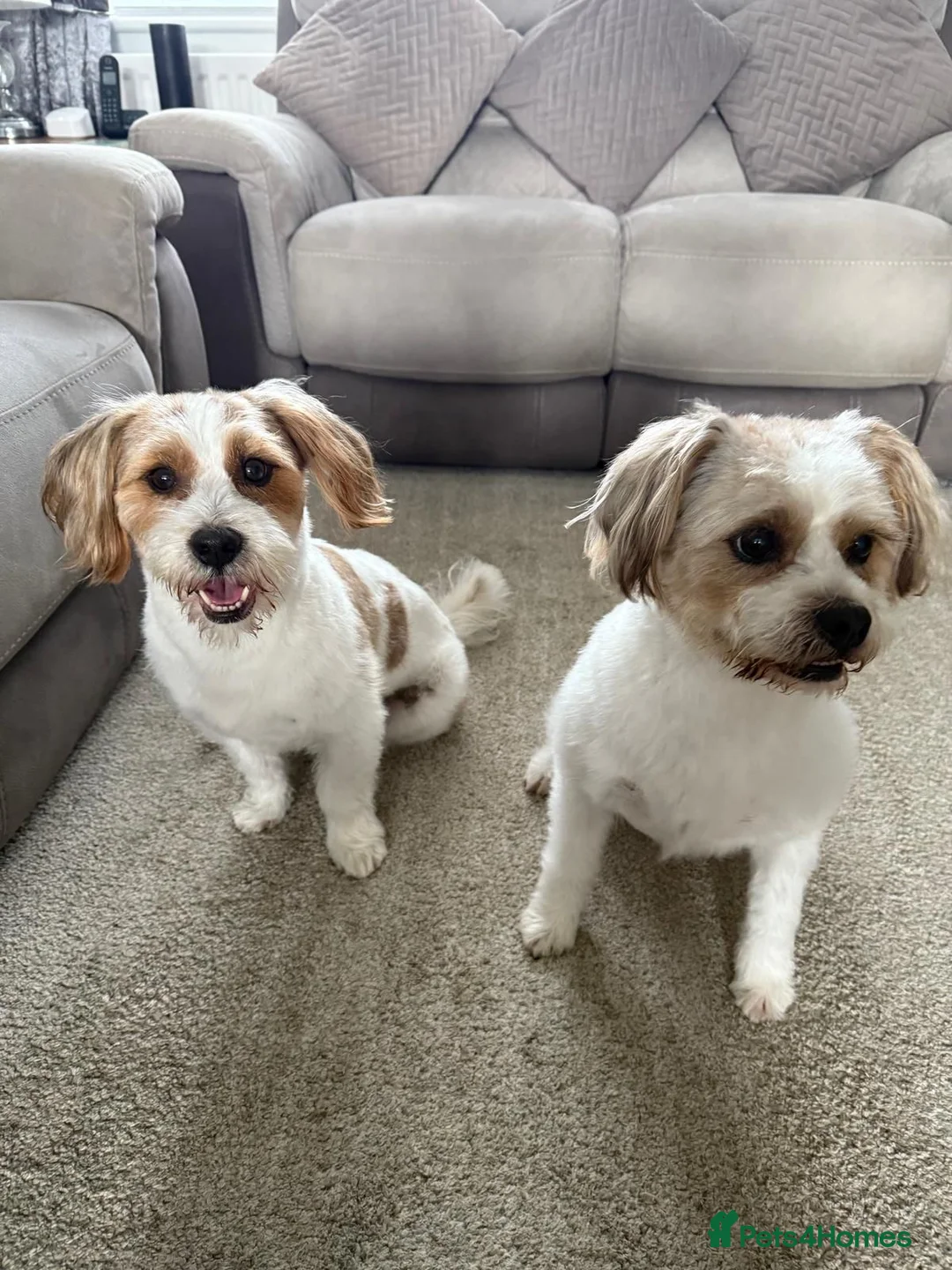 Mixed Breed dogs for sale: Jack Russell x Shih Tzu  - Advert 1