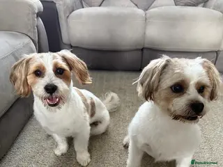Mixed Breed dogs Jack Russell x Shih Tzu - Advert 1
