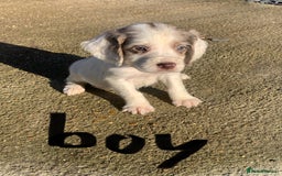 Cocker Spaniel dogs for sale: Cocker spaniel puppies  - Advert 5