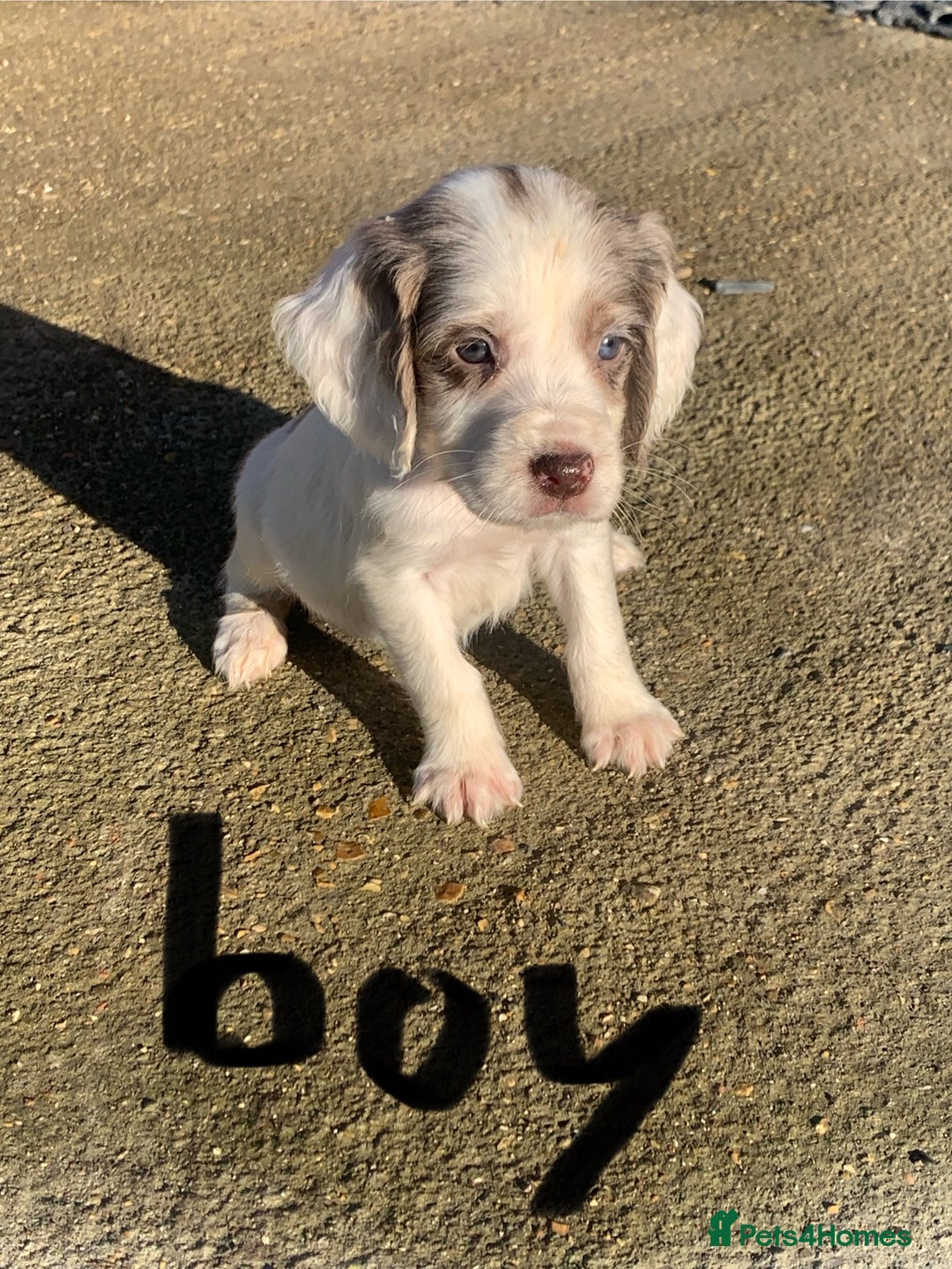 Cocker Spaniel dogs for sale: Cocker spaniel puppies  - Advert 5