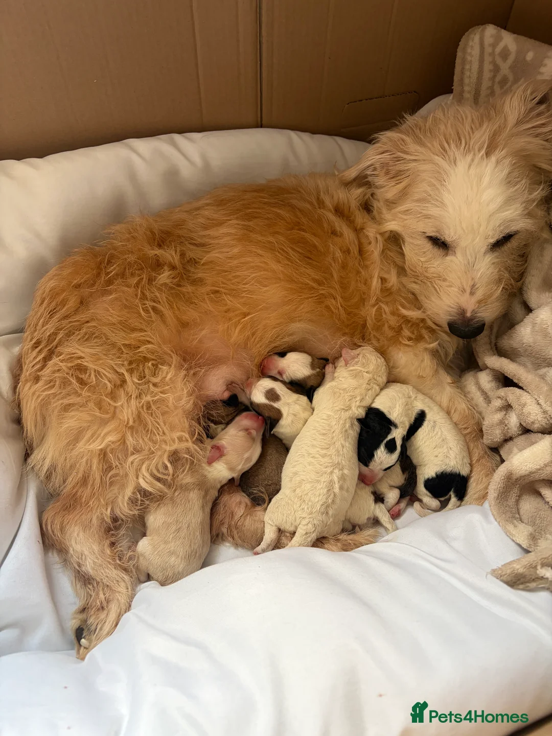 Mixed Breed dogs for sale: 5 mixed breed puppies. Brown pup is reserved. in Halstead - Advert 1