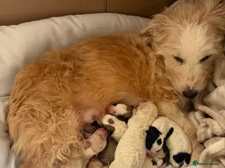 Mixed Breed dogs 5 mixed breed puppies. Brown pup is reserved. - Advert 5