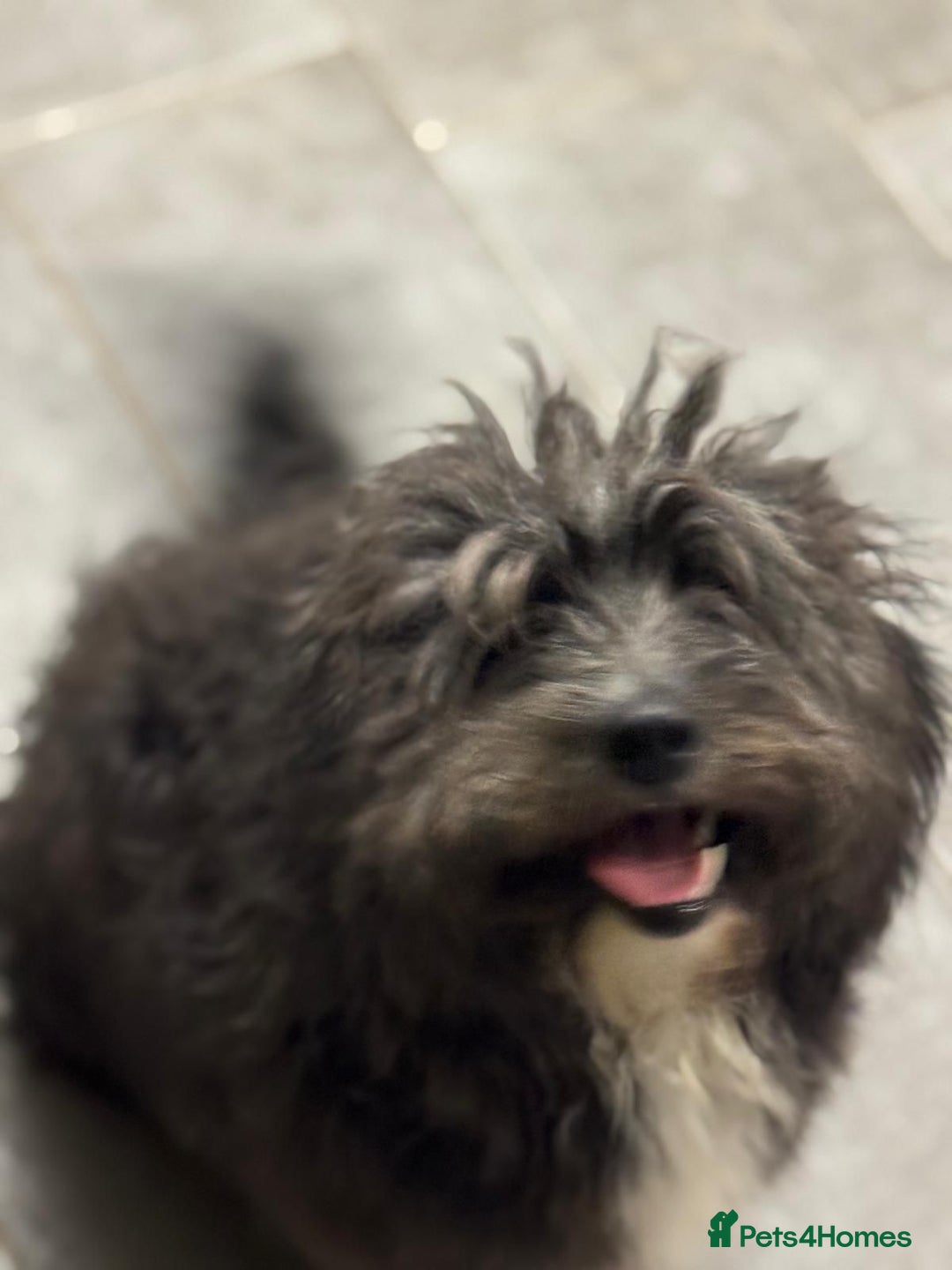 Mixed Breed dogs for adoption: Beautiful Jennifer needs a loving home - Advert 6