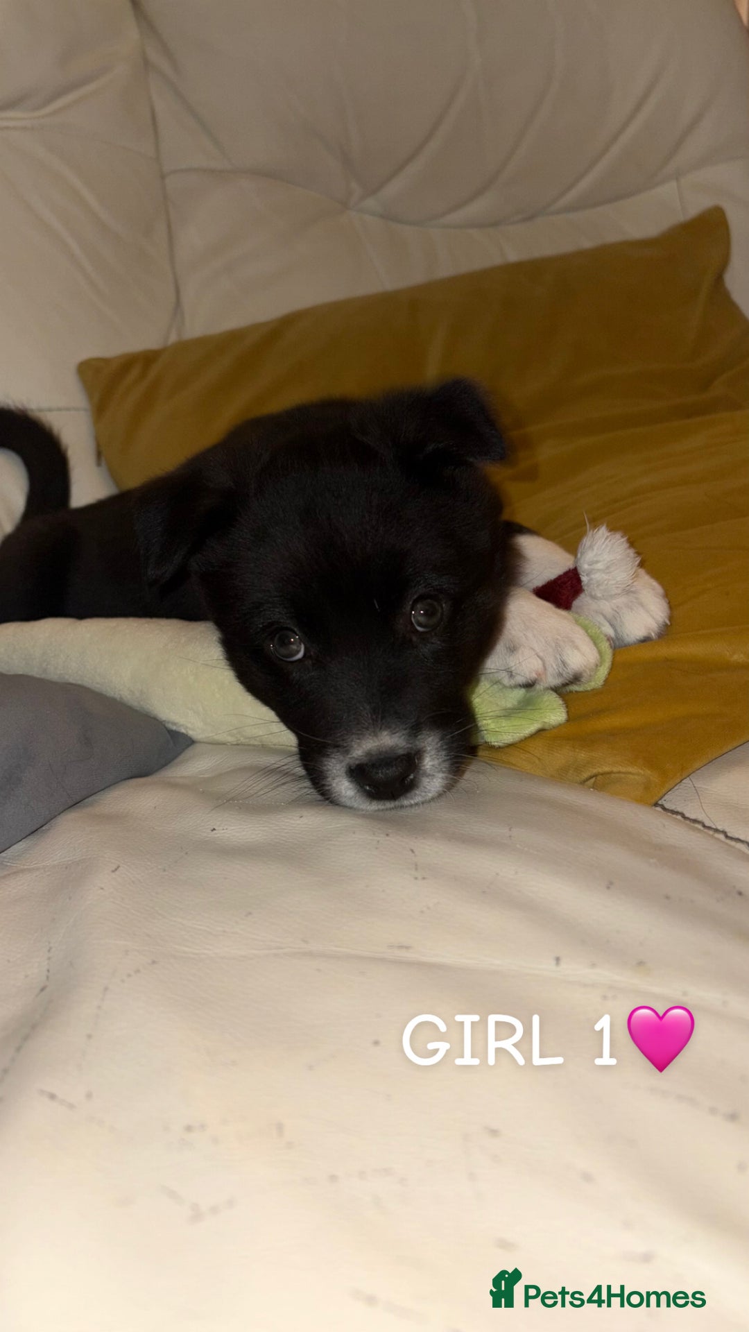 Mixed Breed dogs for sale: 3 beautiful puppies sale. 2 girls and 1 boy.  - Advert 2