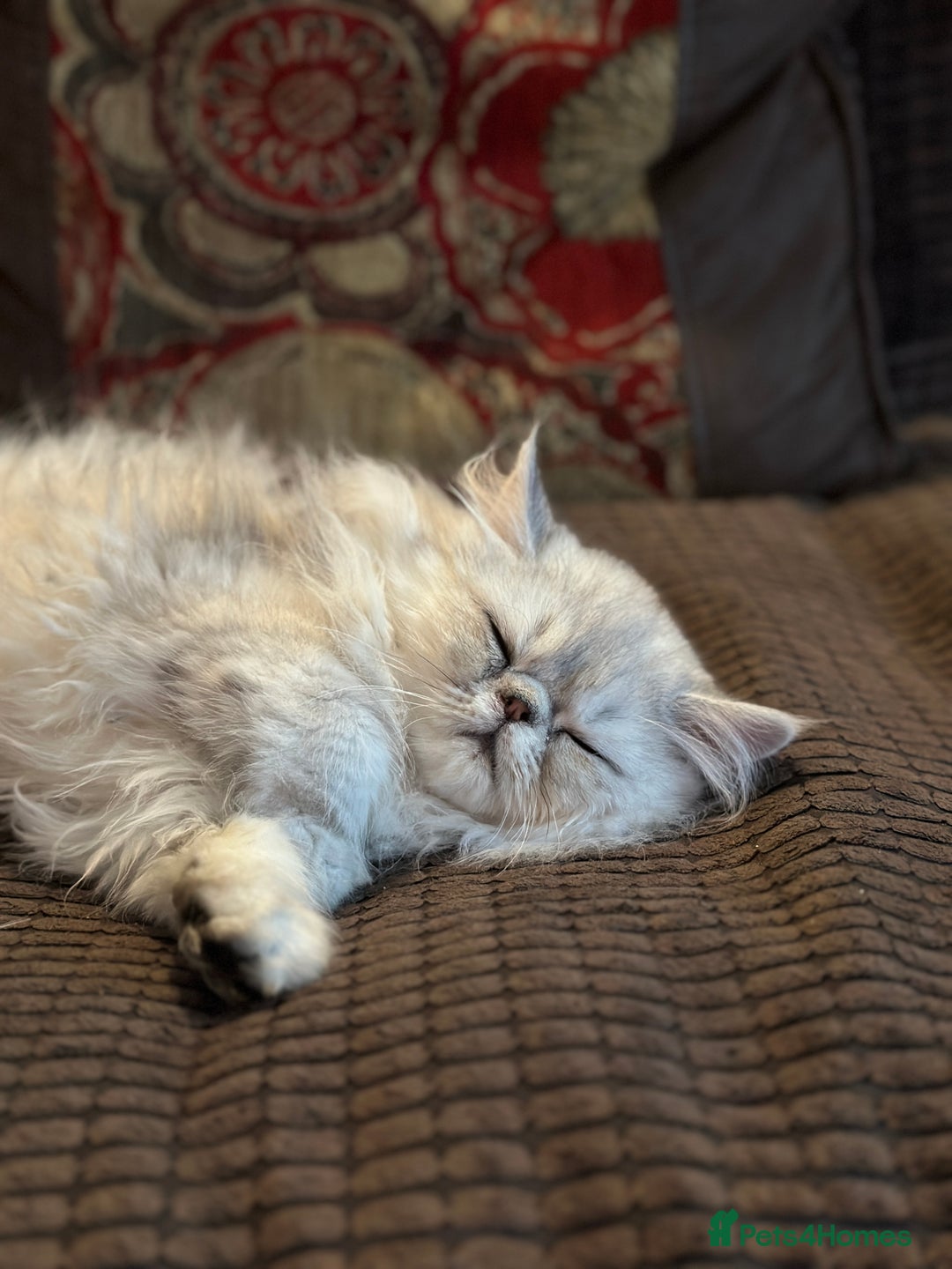 Persian cats for sale: 2 Cuddly Pedigree Persian Babies💙 - Image 2