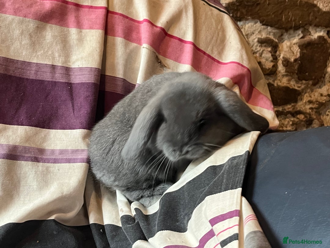 Mini Lop rabbits for sale: Two pure mini lop rabbits  - Image 6