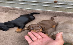 Dachshund dogs for sale: Dachshund  - Image 6