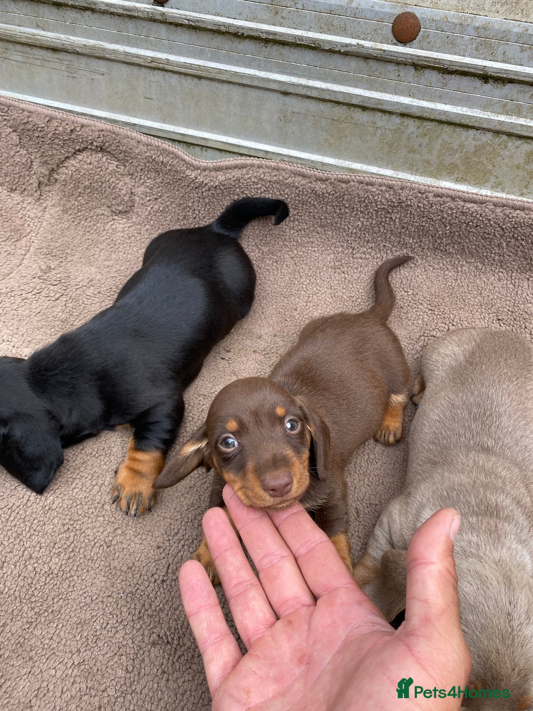 Dachshund dogs for sale: Dachshund  - Image 6