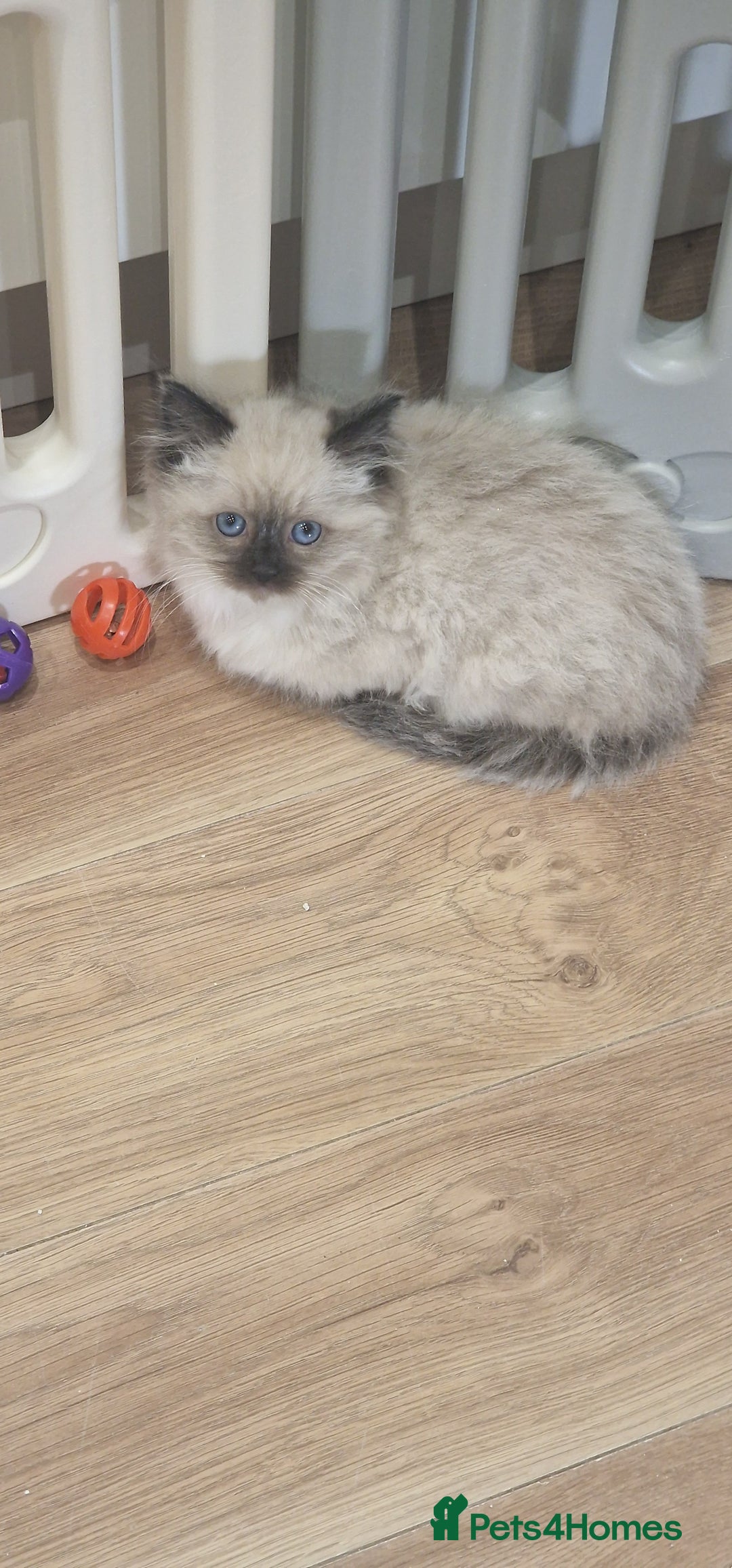 Ragdoll cats for sale: Ragdoll kittens ready now - Advert 20