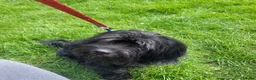 Mixed Breed dogs for sale: Female cocker spaniel cross shih zu - Advert 1