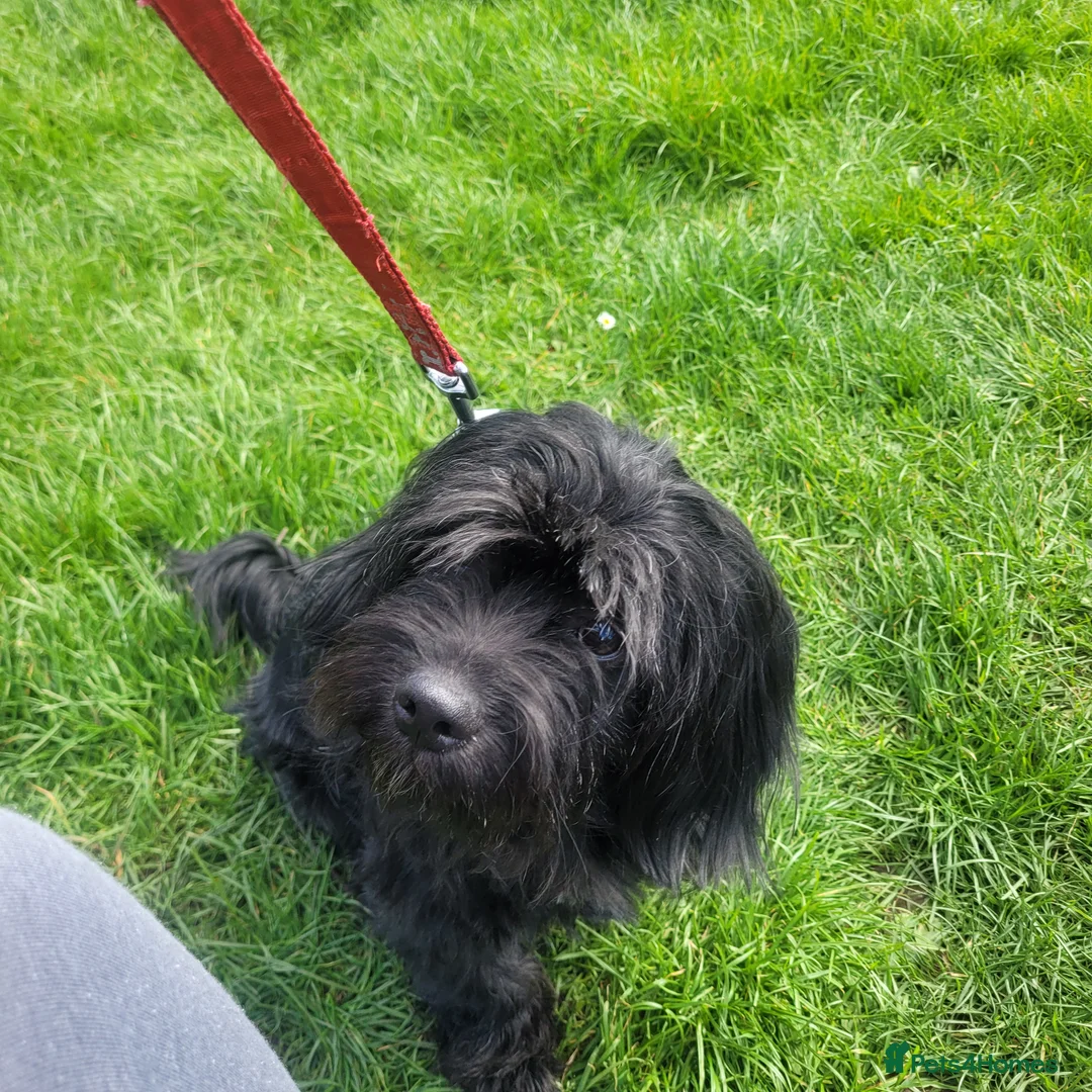 Mixed Breed dogs for sale: Female cocker spaniel cross shih zu - Advert 1