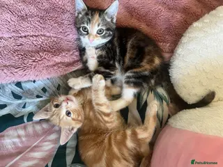 Domestic Shorthair cats 2 Cute Kittens! - Advert 2