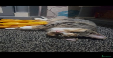 British Shorthair cats - Advert 14