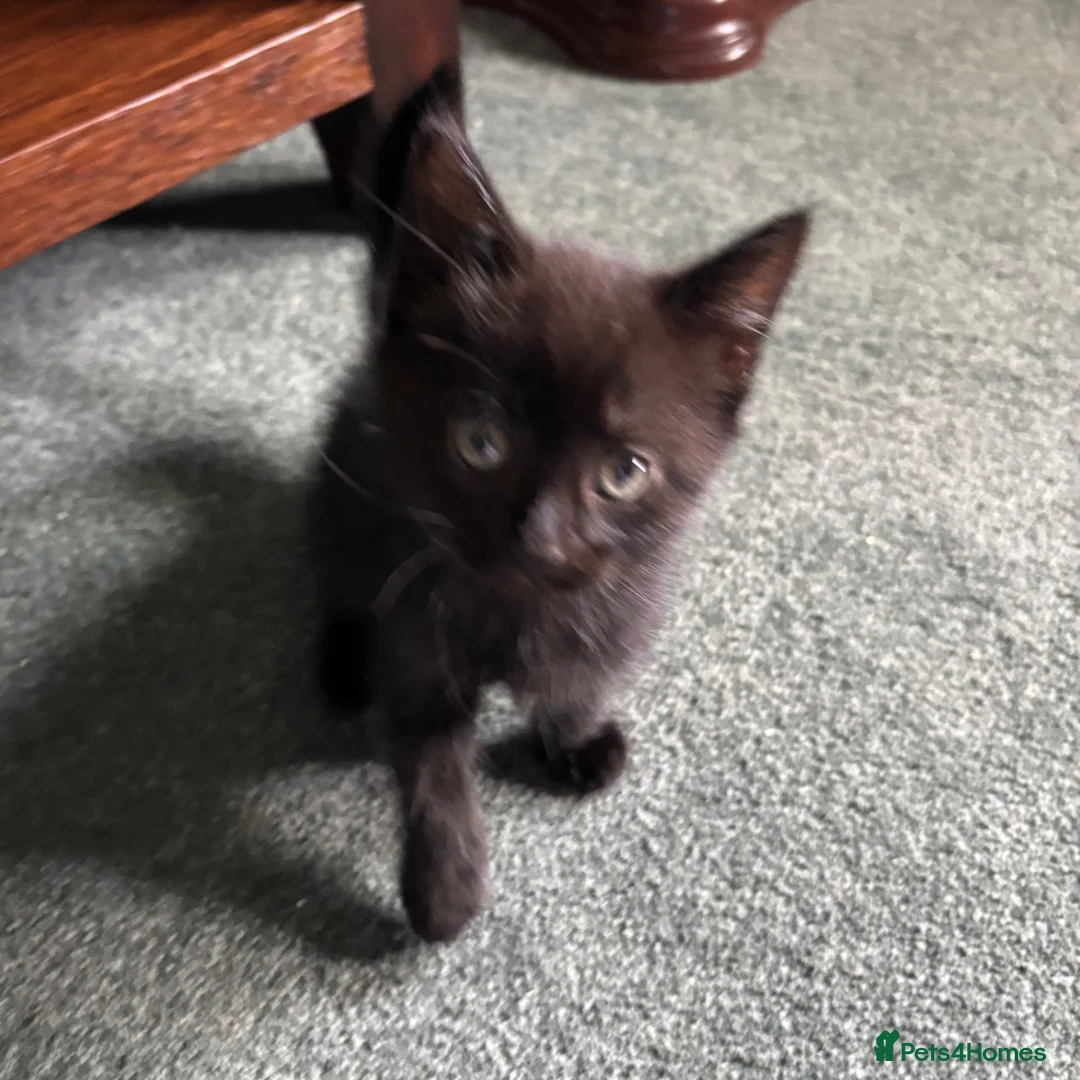 Domestic Shorthair cats for sale: Bundle of fun and love kittens in Saint Helens - Advert 5