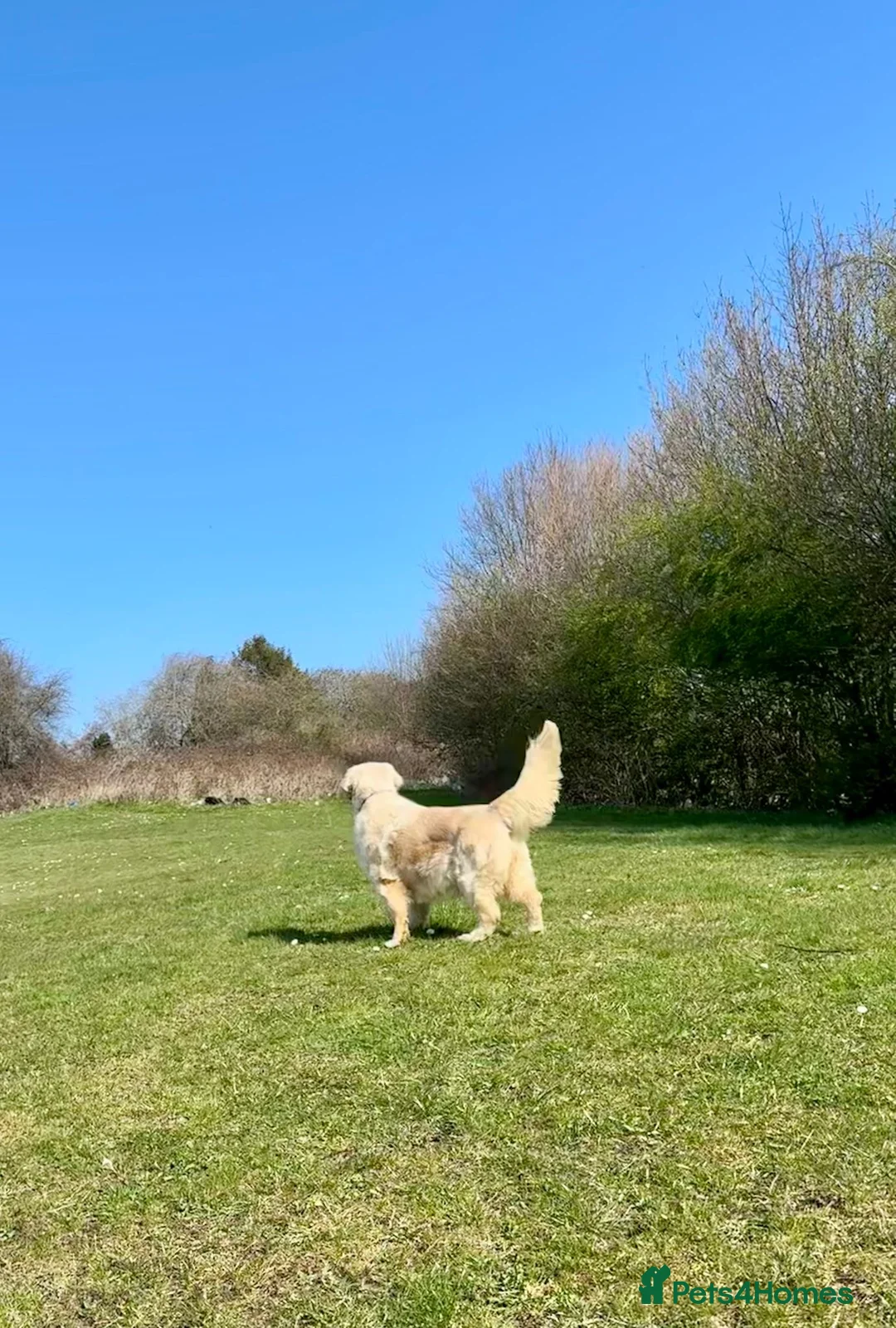 Golden Retriever dogs for sale: Loving Home Needed - Advert 2