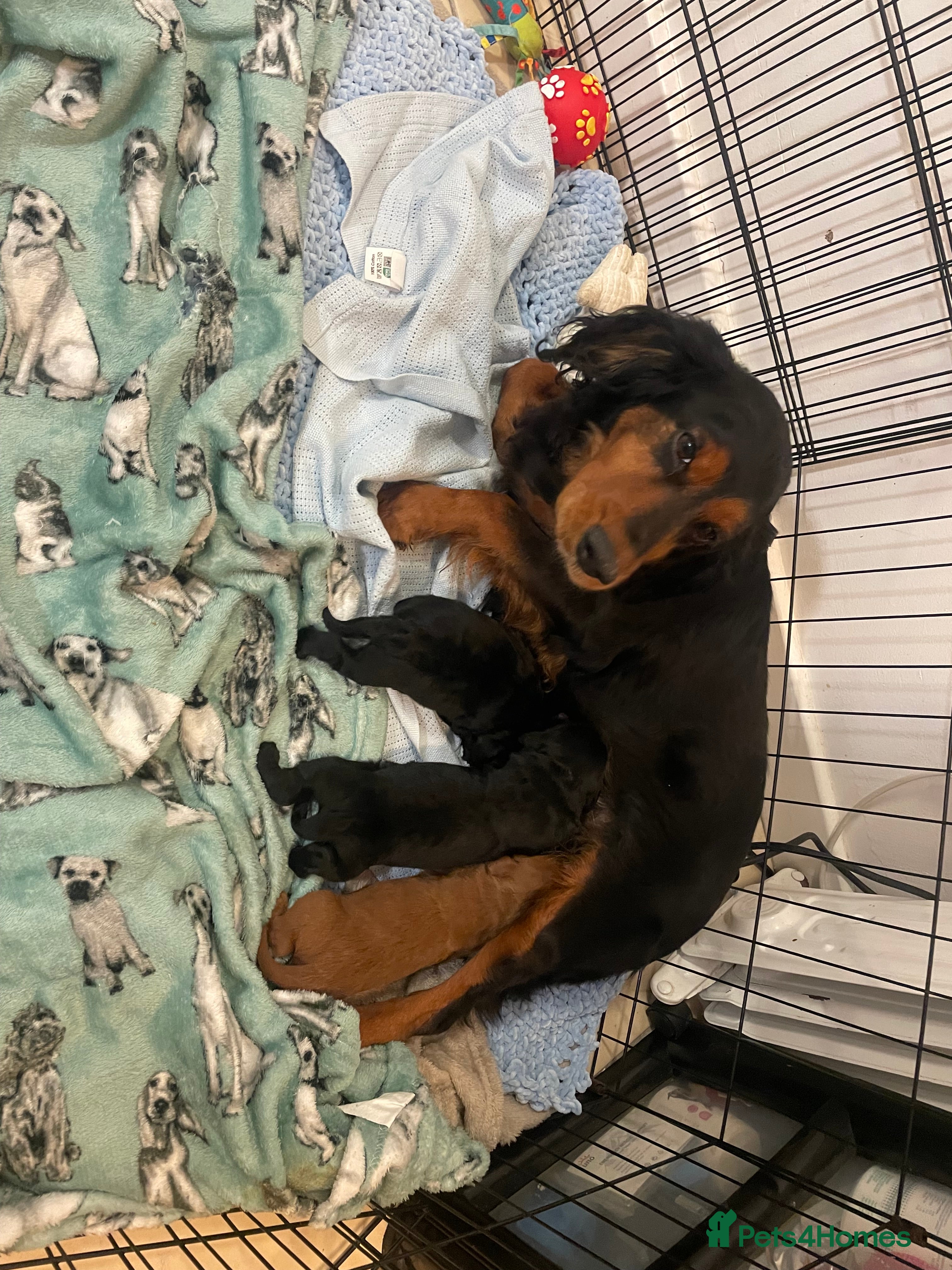 Cockapoo dogs Litter ready end of April message for details  - Advert 7