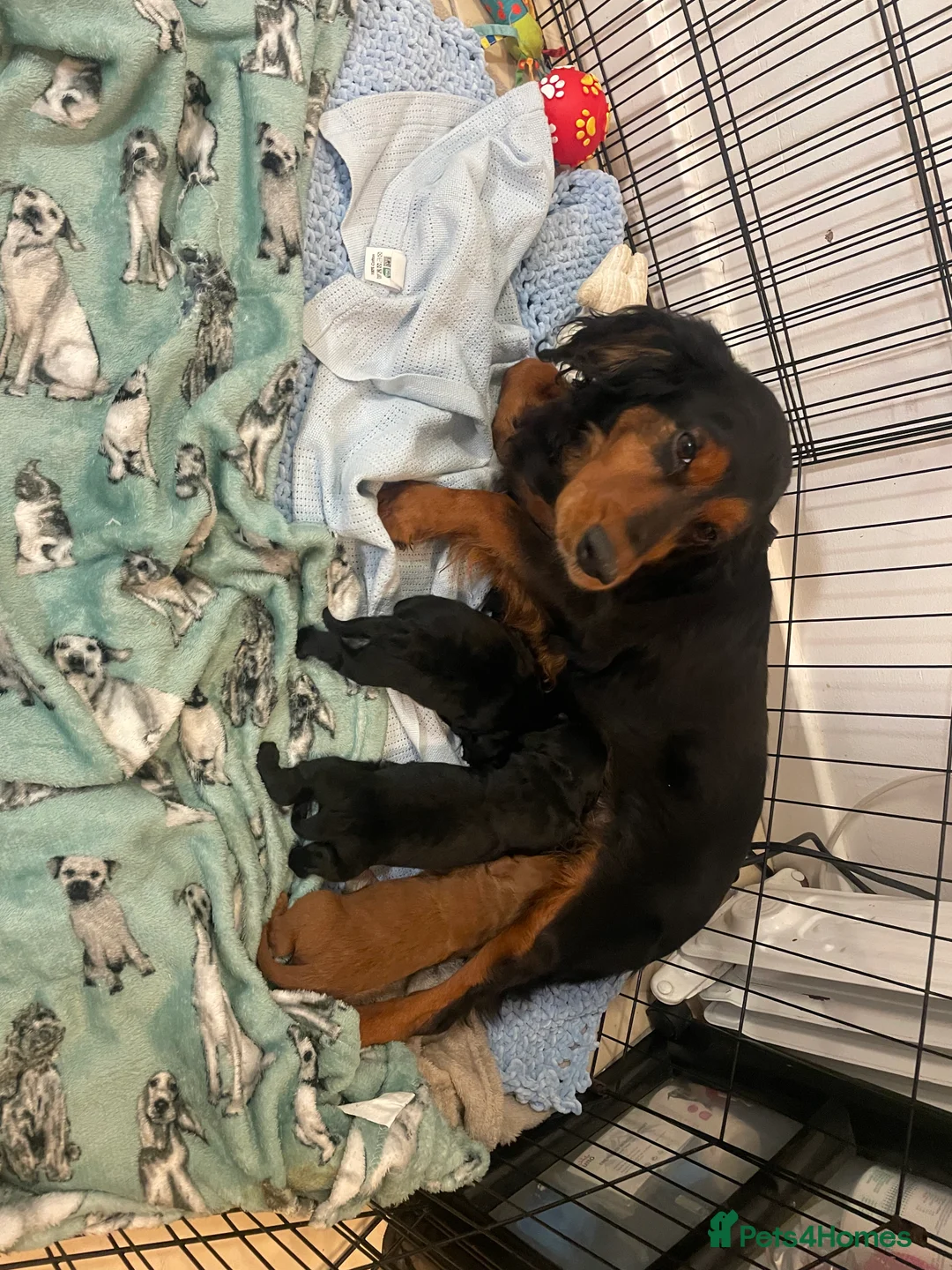 Cockapoo dogs for sale: Litter ready end of April message for details  - Advert 14