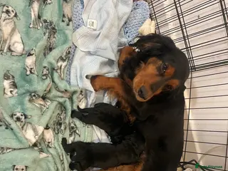 Cockapoo dogs Litter ready end of April message for details - Advert 14