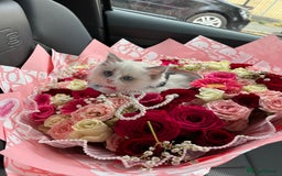 Ragdoll cats for sale: Ragdoll Kitten - Image 1