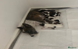Jack Russell dogs for sale: Beautiful jack russle puppies - Image 13