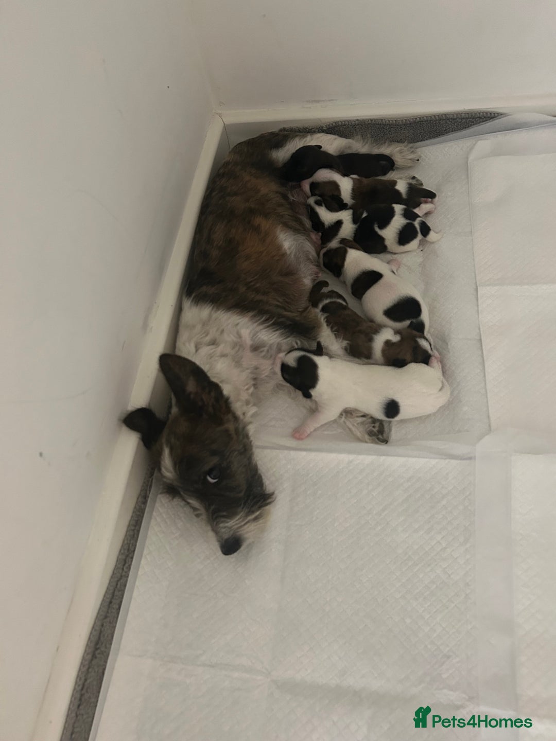 Jack Russell dogs for sale: Beautiful jack russle puppies - Image 13