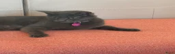 Mixed Breed cats for sale: Adorable friendly kittens  - Advert 1