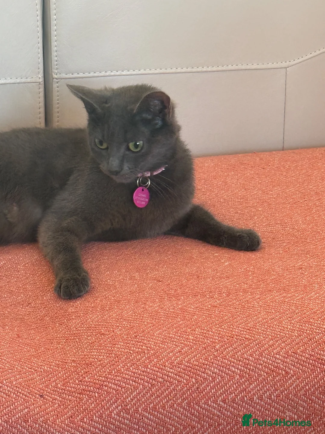 Mixed Breed cats for sale: Adorable friendly kittens  - Advert 1