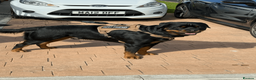 Rottweiler dogs for sale: Exceptional Male Rottweiler // Family Companion - Advert 4