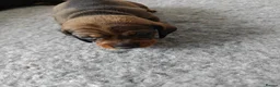 Dachshund dogs for sale: Dachshund Puppies in Redditch - Advert 7