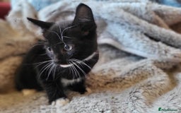 Mixed Breed cats for sale: 4 beautiful little kittens  - Image 21