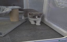 British Shorthair cats for sale: British short hair boy ready now - Image 7