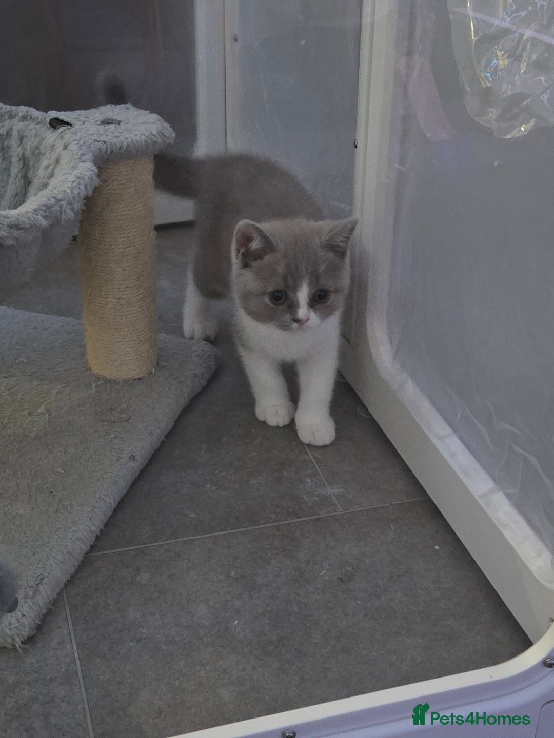 British Shorthair cats for sale: British short hair boy ready now - Image 7