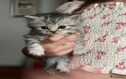 Mixed Breed cats for sale: Beautiful kittens  - Image 18