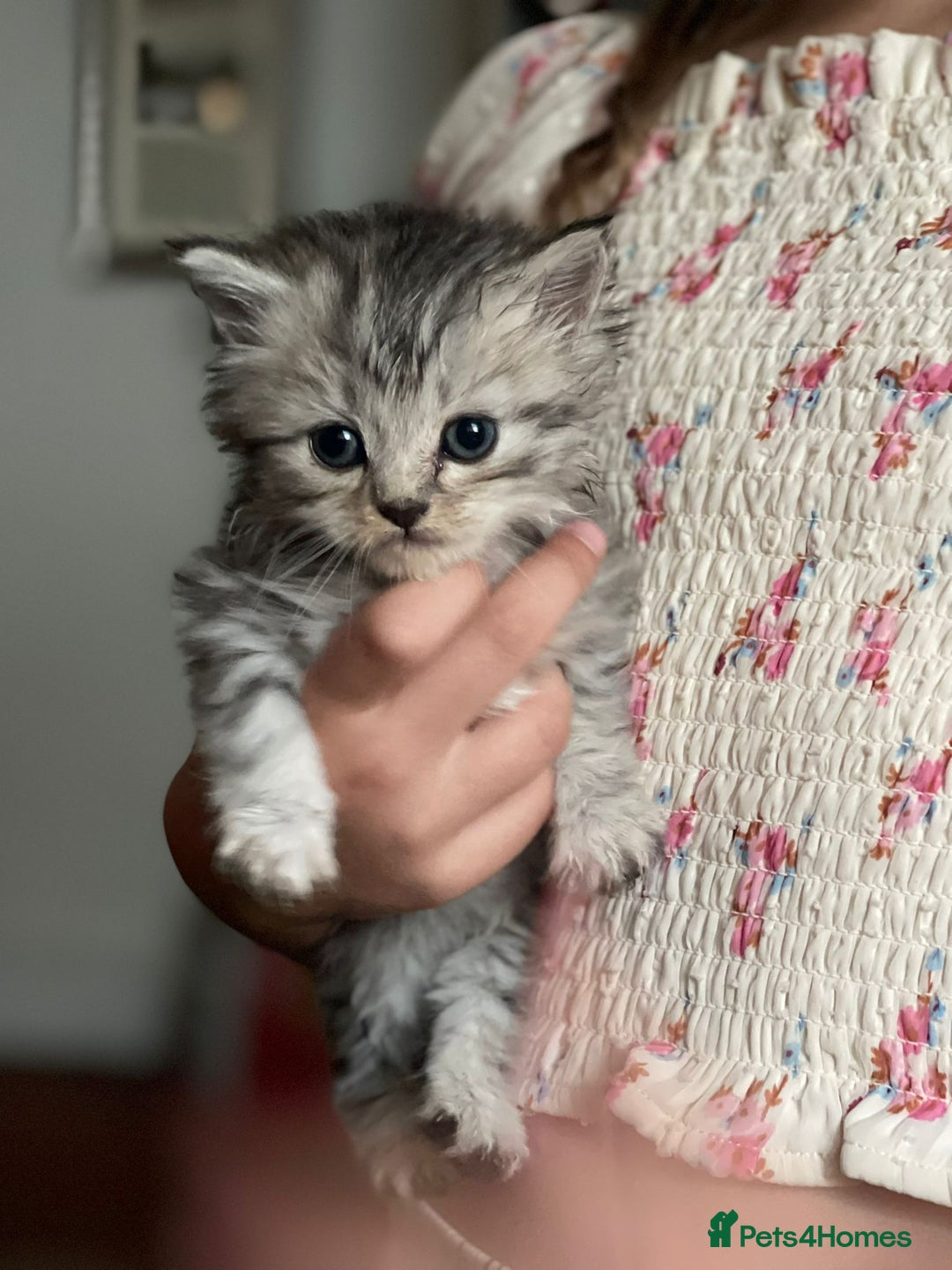 Mixed Breed cats for sale: Beautiful kittens  - Image 18
