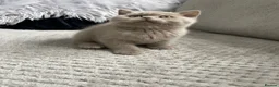 British Shorthair cats for sale: 🔥💗 GCCF CHOCOLATE AND FAWN FEMALE KITTENS  - Advert 9